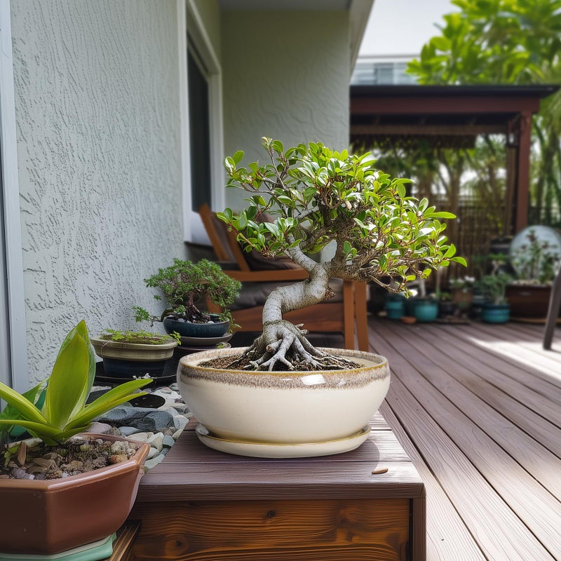 SQOWL Bonsai Tree Pots - 10 Inch Ceramic Succulent Pots, Round Shallow Planter with Drainage Hole and Tray, Bowl Planter for Indoor Outdoor Plants Flowers, Room Decor, Garden Gifts, Beige - Image 3