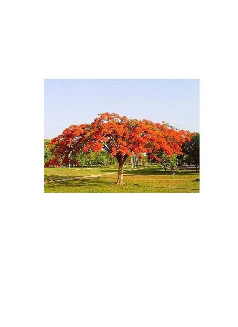 Generic HIGH GERMINATION SEEDS ONLY NOT PLANTS UNCLE CHAN 50 SEED DELONIX REGIA ORANGE ROYAL POINCIANA SAMEN SEAS EX C412  - Image 2