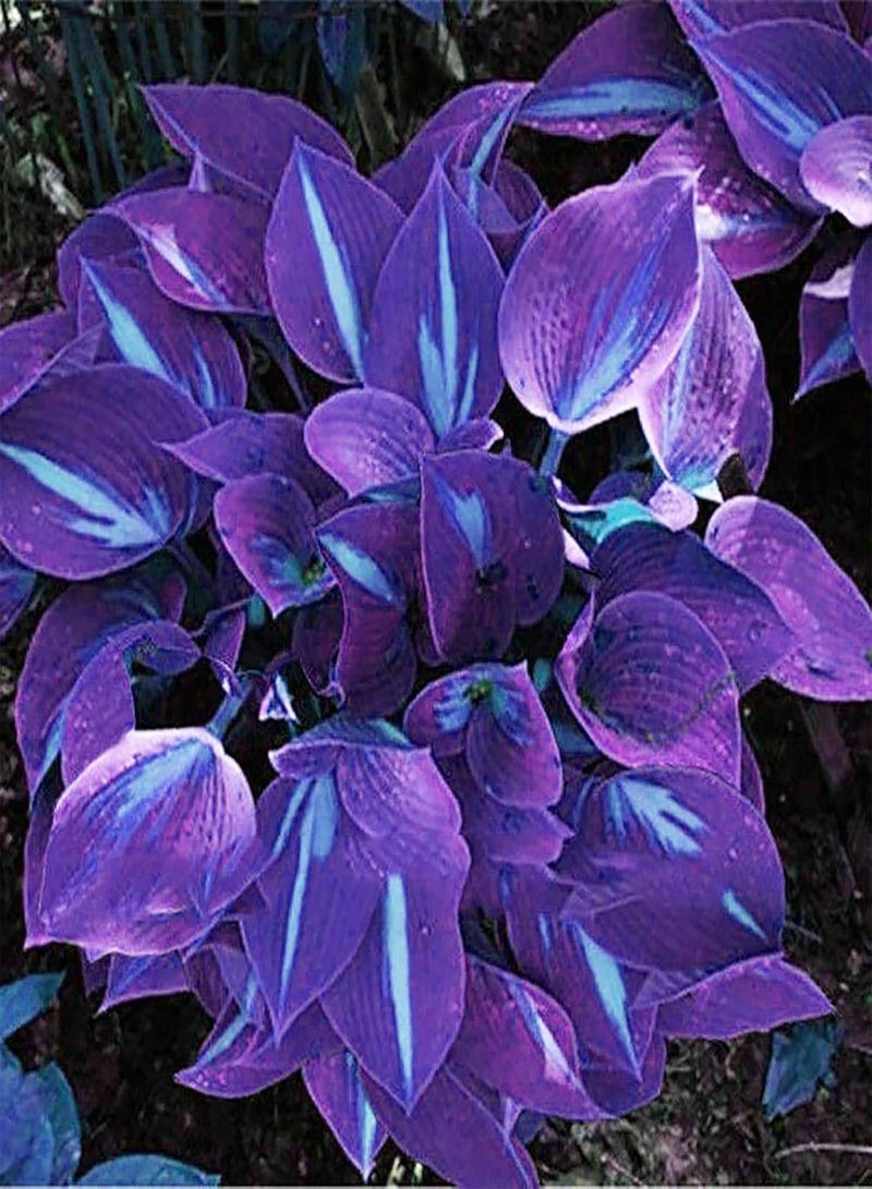 GGOOT 1 Bag Hosta Seed Aesthetic Easy Grow 3 Colors Natural Flower Seed for Garden - Purple-White Hosta Seeds - Image 1