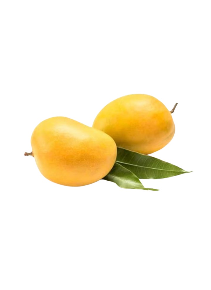 Mango Alphonso Half Ripe