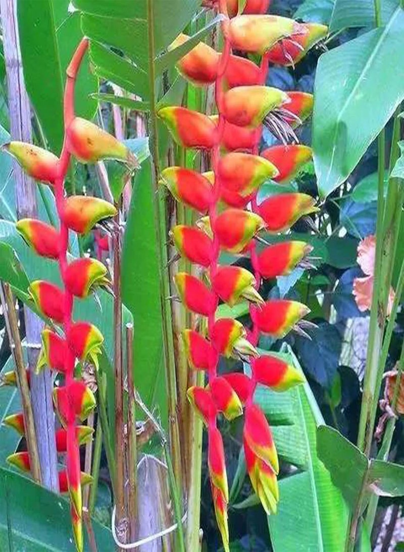 جي جوت 30 قطعة من بذور Heliconia Rostrata، بذور زهور نادرة لحديقة المنزل والشرفة، بذور سريعة النمو لتزيين الزهور - Image 4