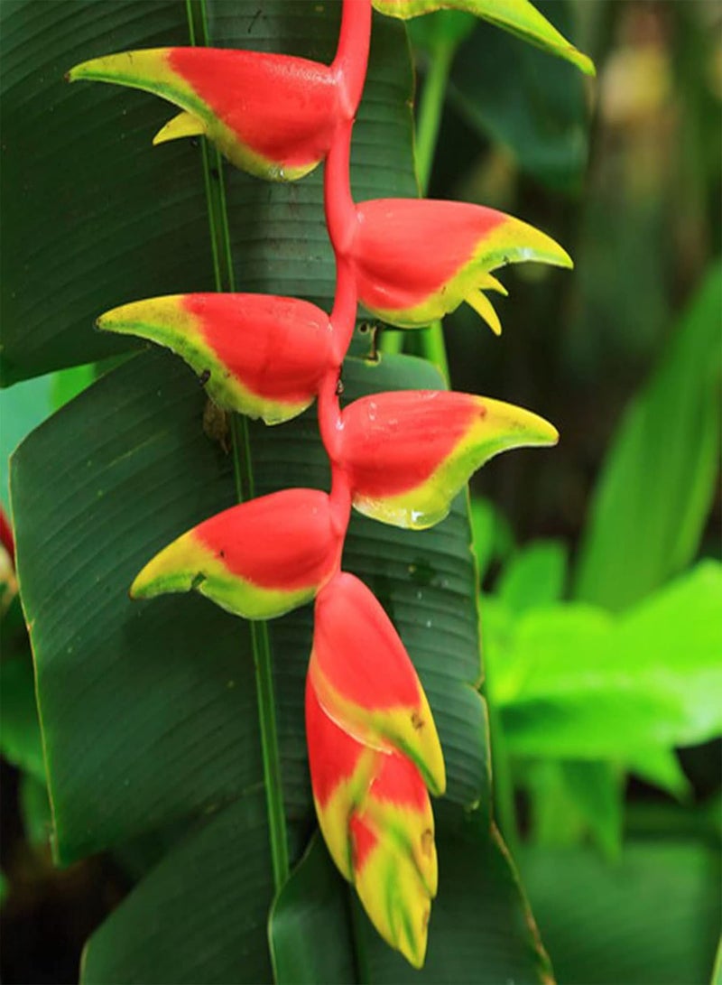 جي جوت 30 قطعة من بذور Heliconia Rostrata، بذور زهور نادرة لحديقة المنزل والشرفة، بذور سريعة النمو لتزيين الزهور - Image 3