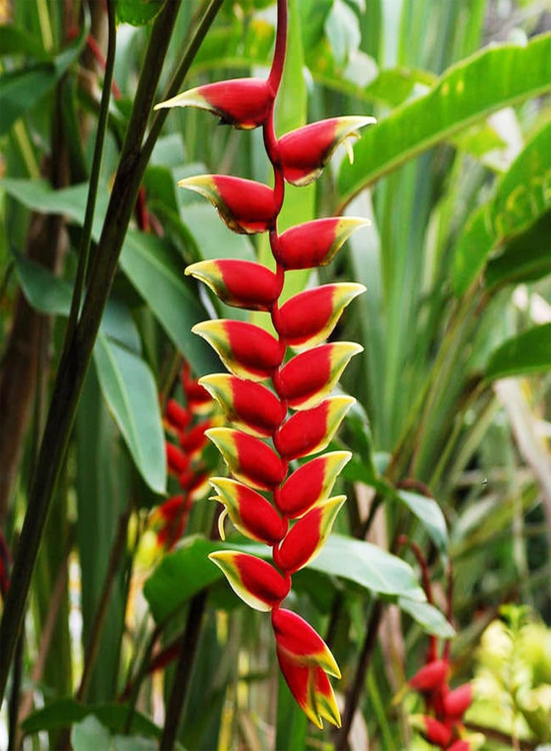 جي جوت 30 قطعة من بذور Heliconia Rostrata، بذور زهور نادرة لحديقة المنزل والشرفة، بذور سريعة النمو لتزيين الزهور - Image 1