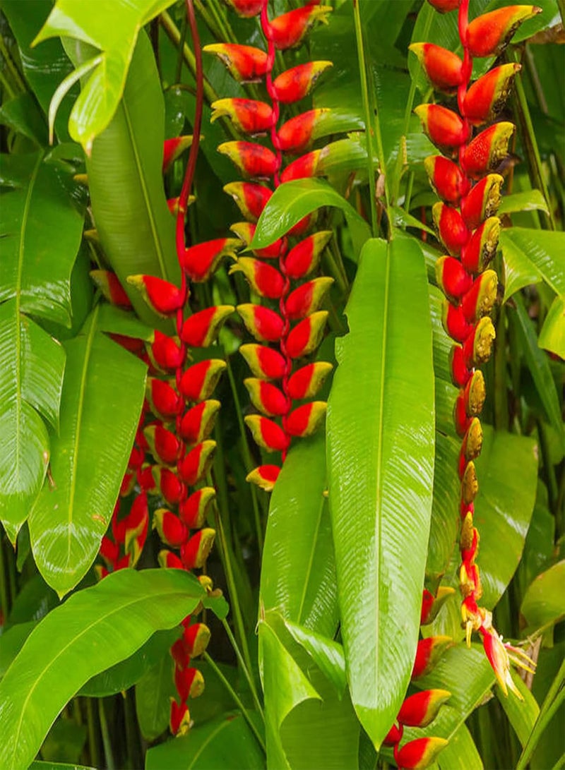 جي جوت 30 قطعة من بذور Heliconia Rostrata، بذور زهور نادرة لحديقة المنزل والشرفة، بذور سريعة النمو لتزيين الزهور - Image 5