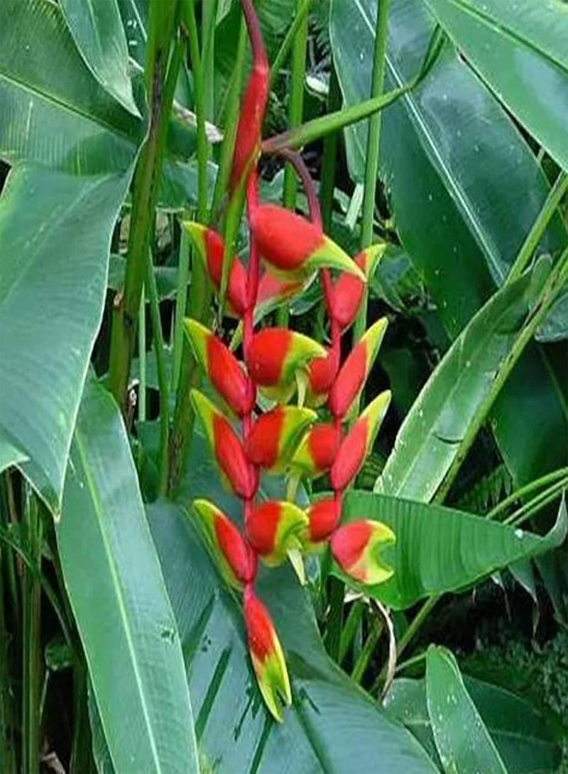 جي جوت 30 قطعة من بذور Heliconia Rostrata، بذور زهور نادرة لحديقة المنزل والشرفة، بذور سريعة النمو لتزيين الزهور - Image 2