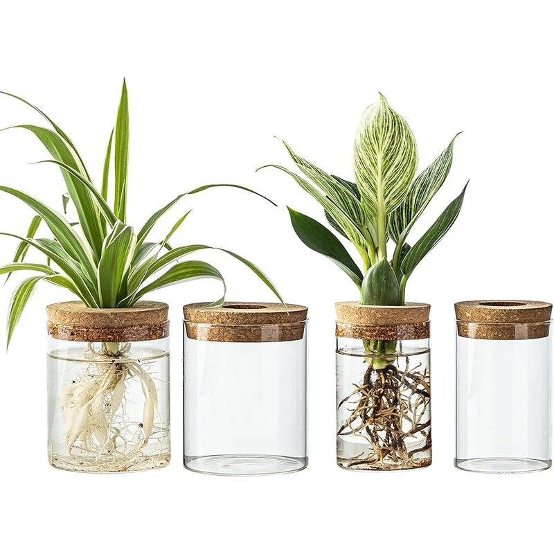 CHPINDAM 6.5 * 10 vase and 8.5 * 10 vase，Plants Propagation Stations（2pcs） - Image 1