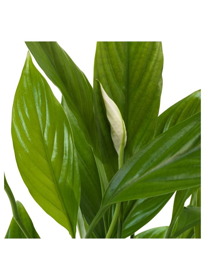 Zaboon Potted plant, Peace lily, 17 cm - Image 5