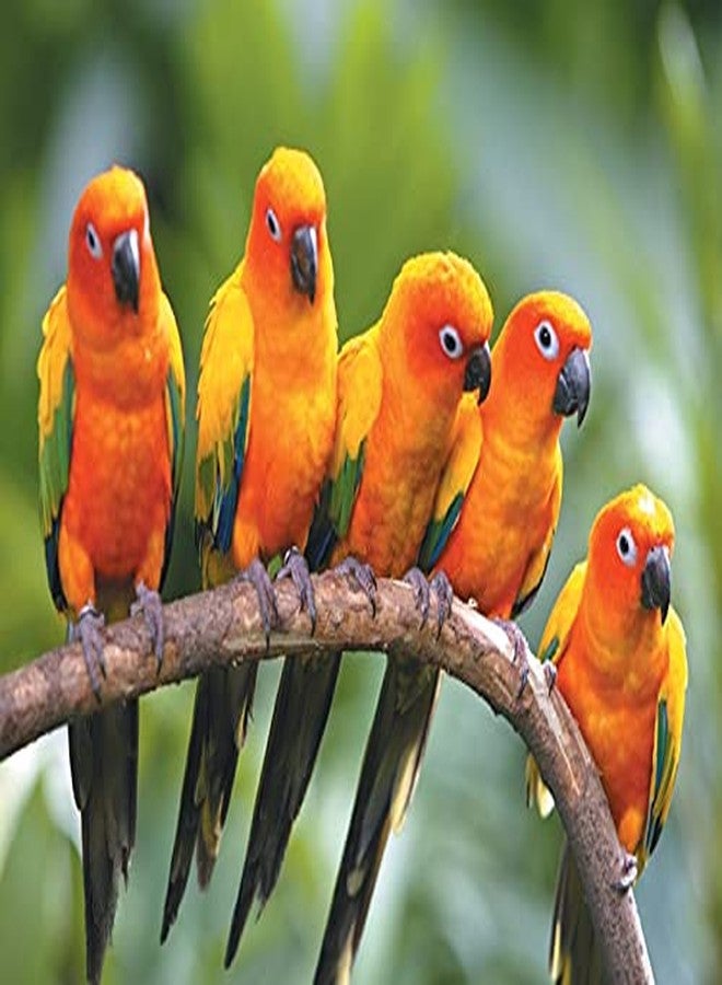 Parrots Wizard طعام الببغاء الاحترافي الكبير من باروتس ويزارد، 32 نوعًا من مزيج البذور [900 غرام]، - Image 5