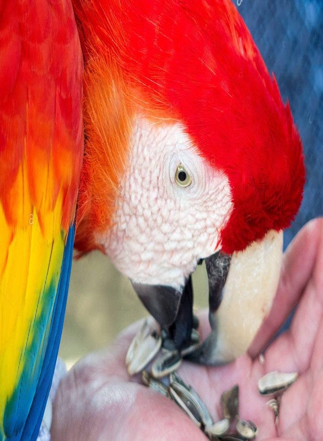 Parrots Wizard طعام الببغاء الاحترافي الكبير من باروتس ويزارد، 32 نوعًا من مزيج البذور [900 غرام]، - Image 2