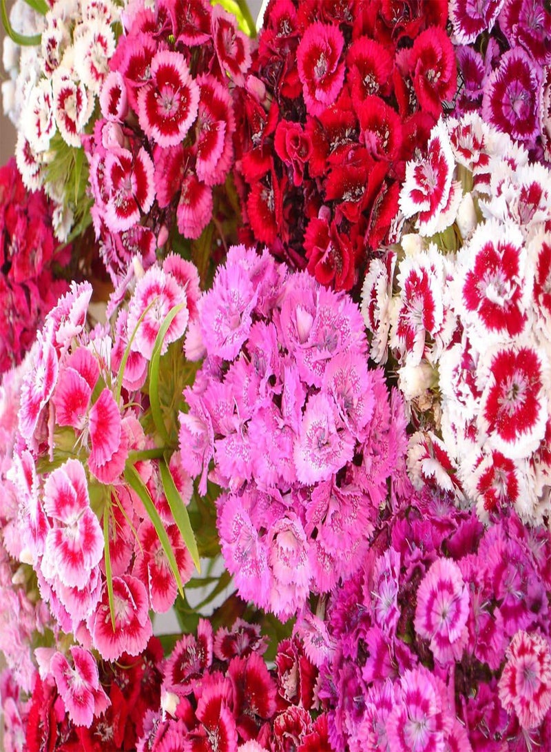 GGOOT Dianthus Barbatus, Sweet William, Special Mixed, 1g Approx 950 Seeds, untreated
