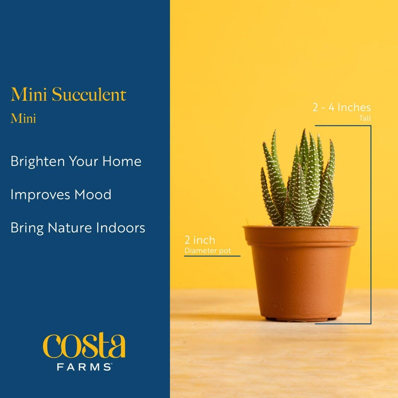 Costa Farms Mini Succulent Live Plants in Decorative Pots, Easy to Maintain Indoor Succulents, Houseplants for Home or Office Decor, House Warming or Birthday Gift, 2-3.5 Inches Tall, Pack of 3 - Image 3