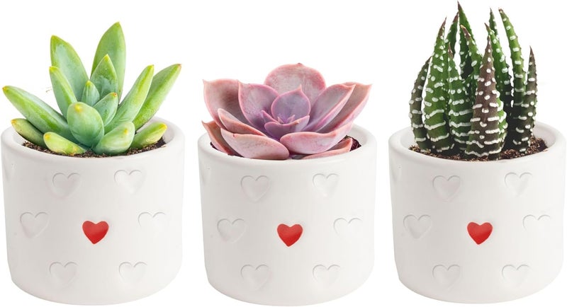 Costa Farms Mini Succulent Live Plants in Decorative Pots, Easy to Maintain Indoor Succulents, Houseplants for Home or Office Decor, House Warming or Birthday Gift, 2-3.5 Inches Tall, Pack of 3 - Image 1