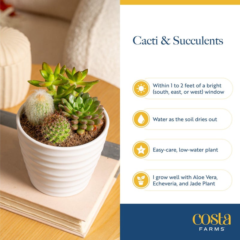 Costa Farms Mini Succulent Live Plants in Decorative Pots, Easy to Maintain Indoor Succulents, Houseplants for Home or Office Decor, House Warming or Birthday Gift, 2-3.5 Inches Tall, Pack of 3 - Image 5
