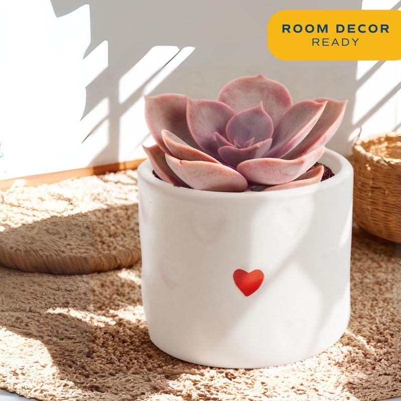 Costa Farms Mini Succulent Live Plants in Decorative Pots, Easy to Maintain Indoor Succulents, Houseplants for Home or Office Decor, House Warming or Birthday Gift, 2-3.5 Inches Tall, Pack of 3 - Image 2