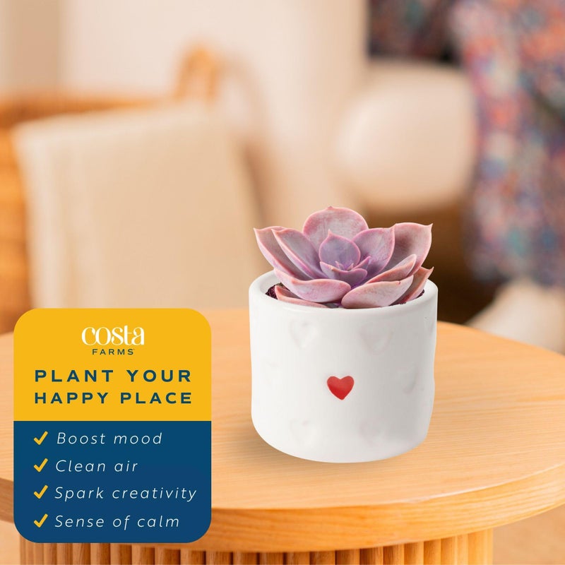Costa Farms Mini Succulent Live Plants in Decorative Pots, Easy to Maintain Indoor Succulents, Houseplants for Home or Office Decor, House Warming or Birthday Gift, 2-3.5 Inches Tall, Pack of 3 - Image 4