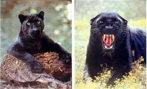 Impact Posters Gallery Wall Decor Picture Art Print Black Panther Big Cat Wild Animal Two Set Poster 8x10