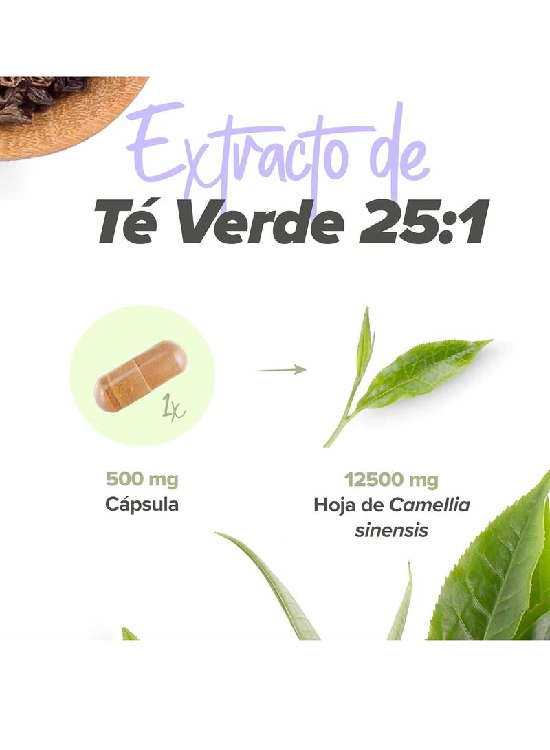 HSN Green Tea (25:1) Extract 500mg - 120 veg caps - Image 3