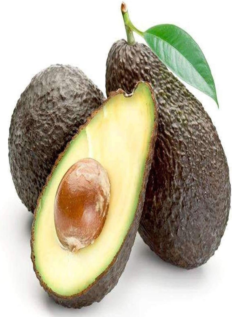GGOOT 10pcs Avocado Seeds Unique Fruit to Grow in Outdoor Patio Home Kitchen Essentials Enjoy Joy of The Harvest Adaptable Artistic - Image 2