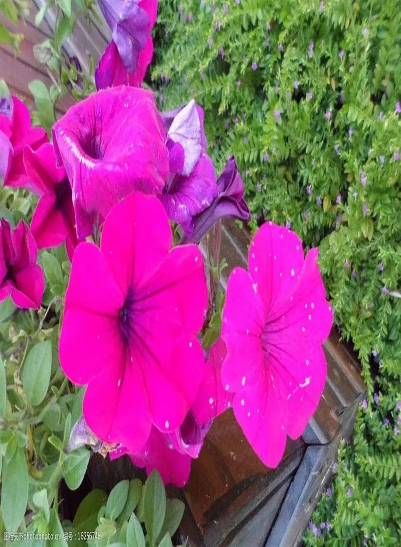 جي جوت 30 قطعة من نباتات Rge Zaden للديكور الخارجي - Image 2