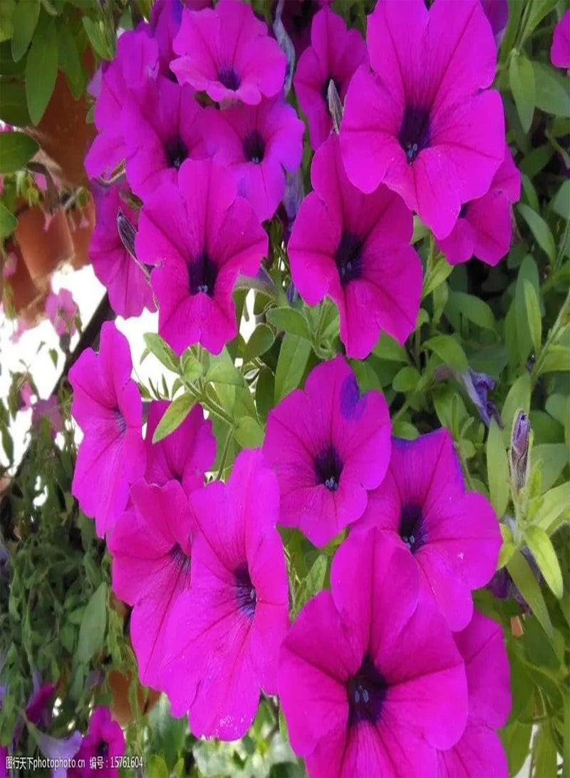 جي جوت 30 قطعة من نباتات Rge Zaden للديكور الخارجي - Image 1