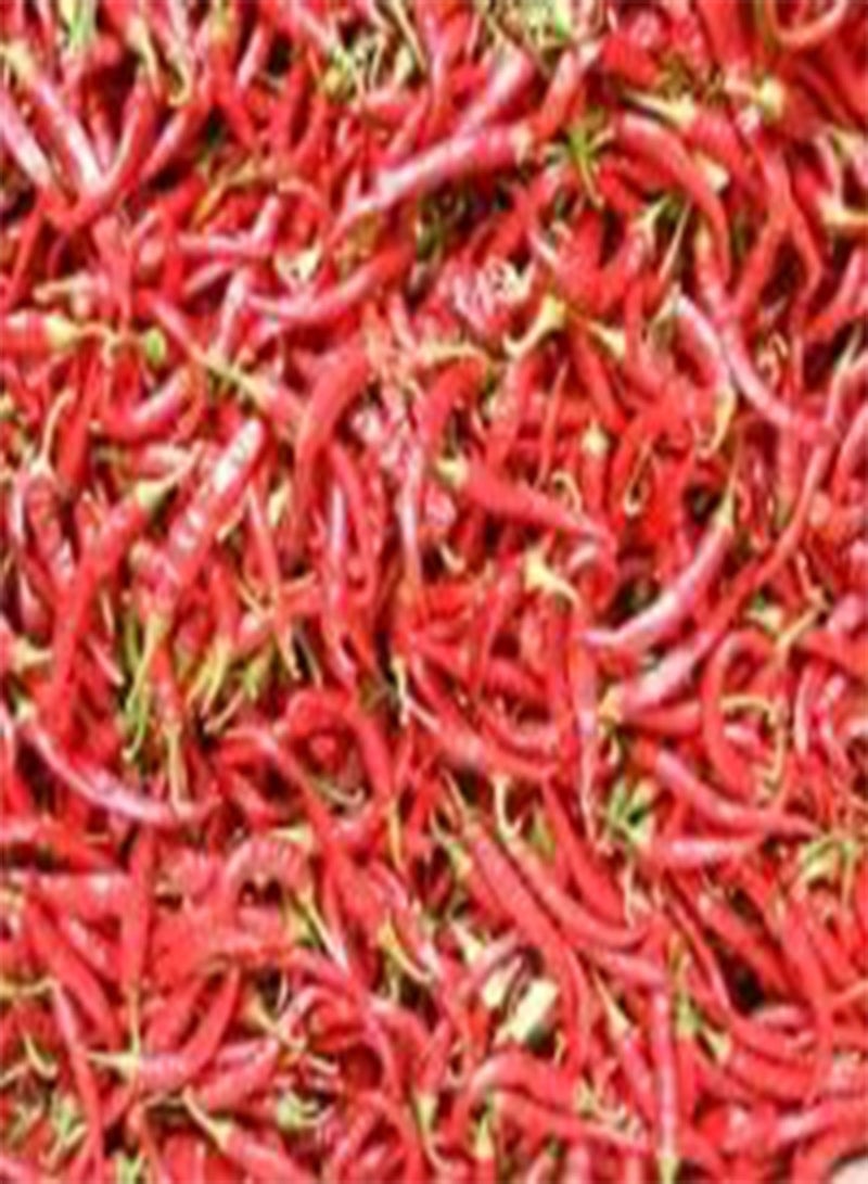 GGOOT JustSeed - Organic Vegetable - Pepper - Ring of Fire - 25 Very Hot 