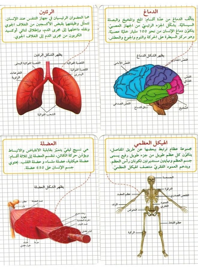 Toys Human Body Question And Answer  - Image 2