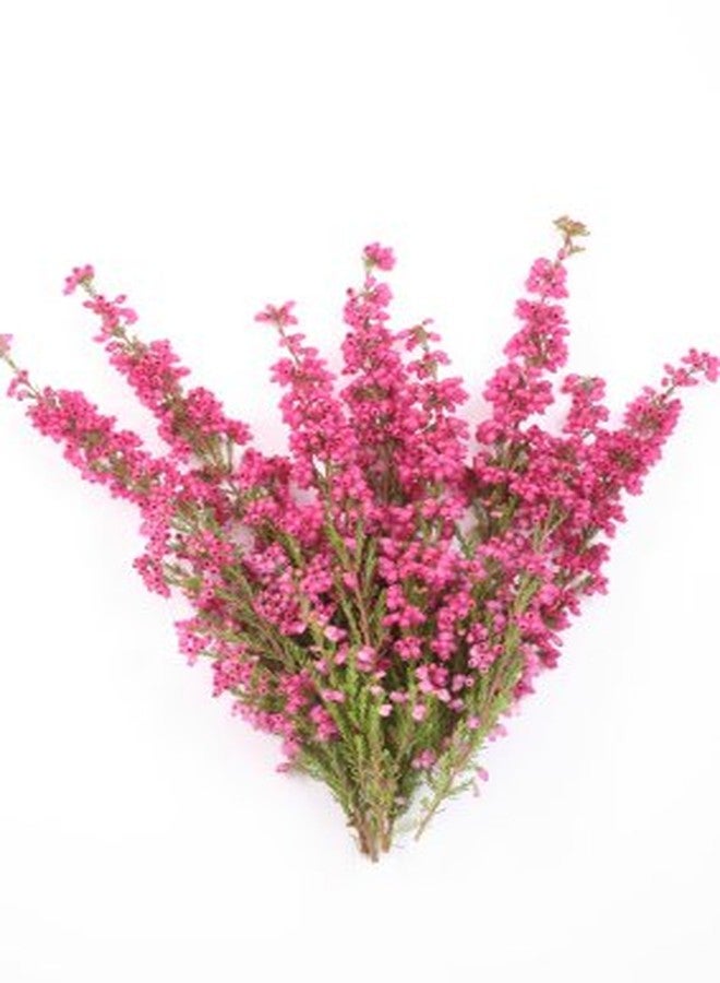 Nature Tea Heather Flowers - Dried Calluna vulgaris Loose Tea from 100% Nature (1 oz) - Image 4