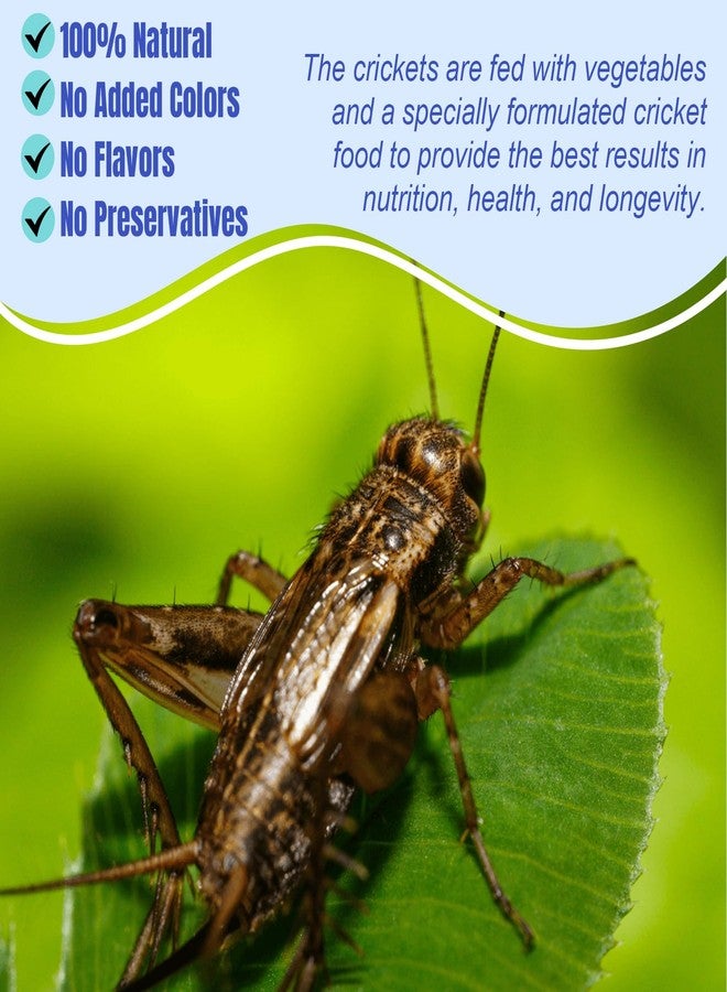 Amzey Appetizing Mealworms Natural Dried Crickets - Food for Bearded Dragons, Wild Birds, Chickens, Fish - (8 oz Resealable Bag) - Veterinary Certified - Image 5
