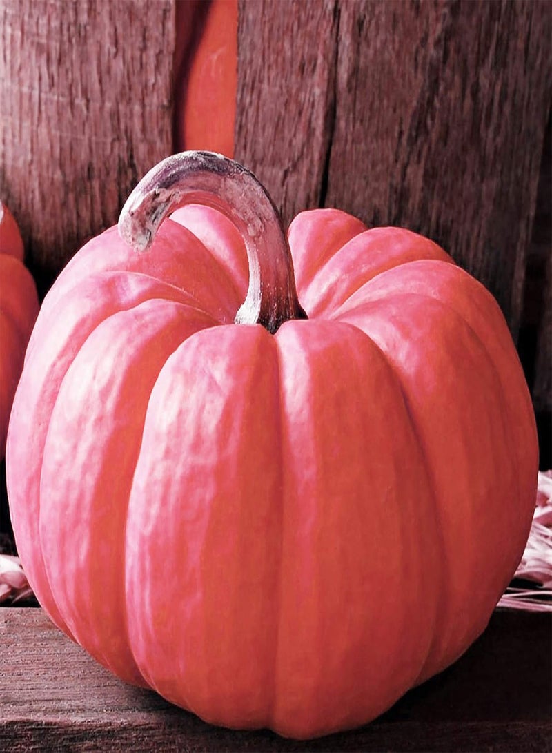 GGOOT Plant Seeds Flower Seeds1 Bag Pink Pumpkin Seed Novel Convenient to Plant Annual Plant Pear Pumpkin Seed for Farm Cucurbitaceae Seed for Yard - Image 4