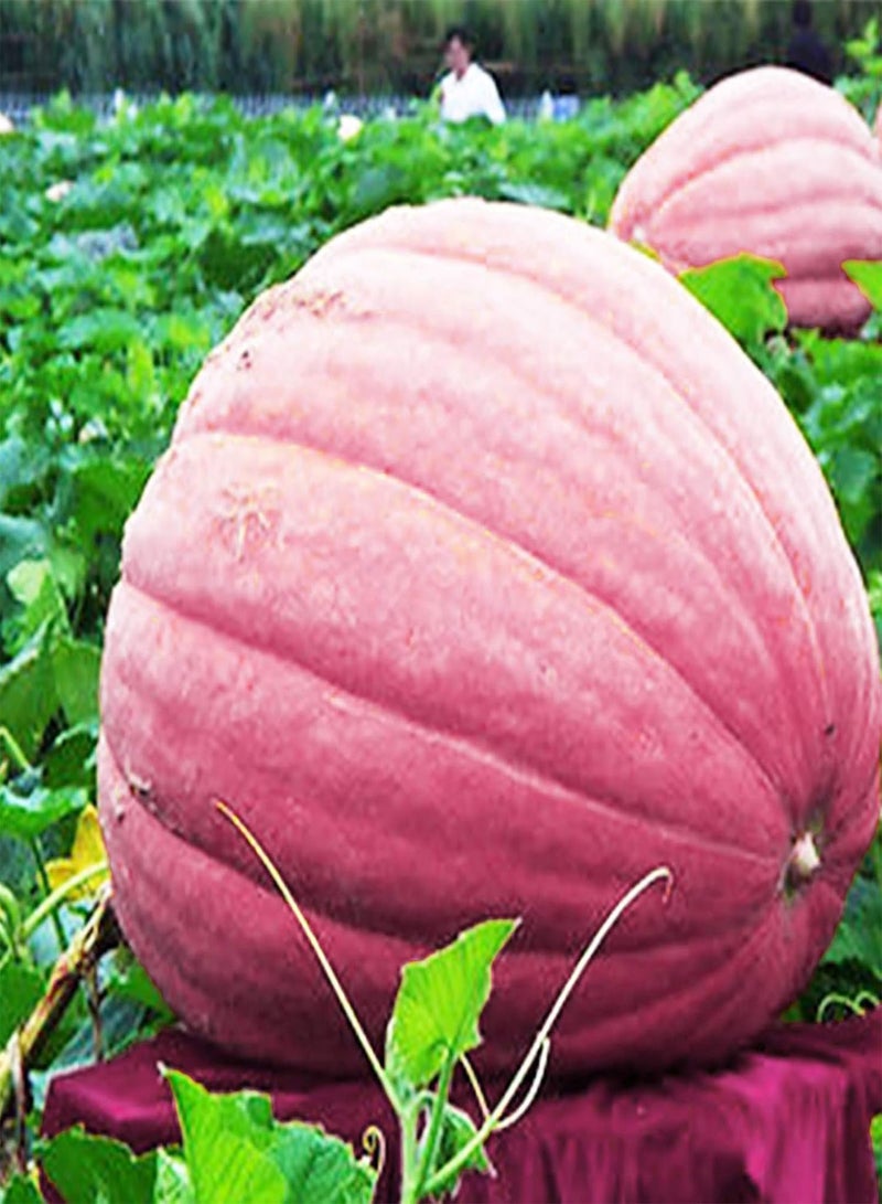 GGOOT Plant Seeds Flower Seeds1 Bag Pink Pumpkin Seed Novel Convenient to Plant Annual Plant Pear Pumpkin Seed for Farm Cucurbitaceae Seed for Yard - Image 5