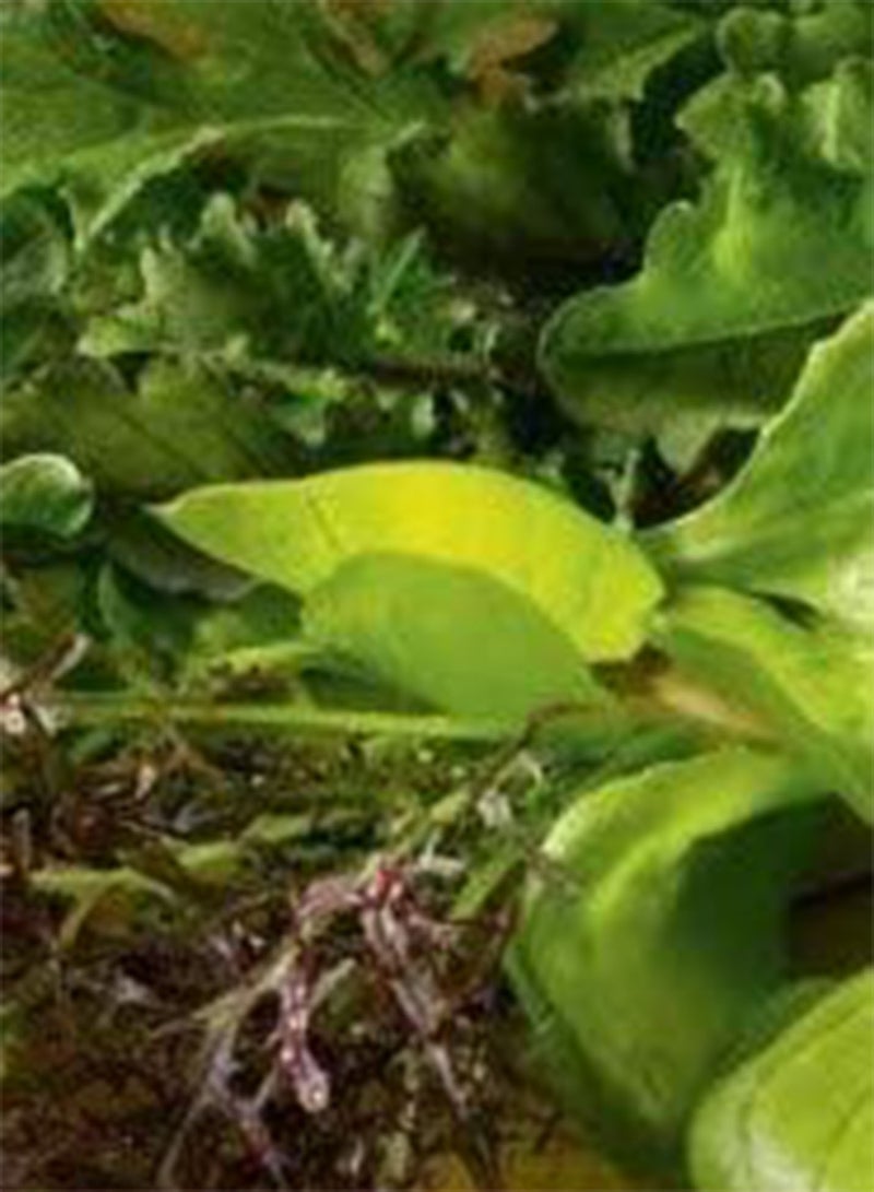 جي جوت بذور الخضروات، سلطة أوراق بذور الخضروات السريعة، مزيج الشتاء