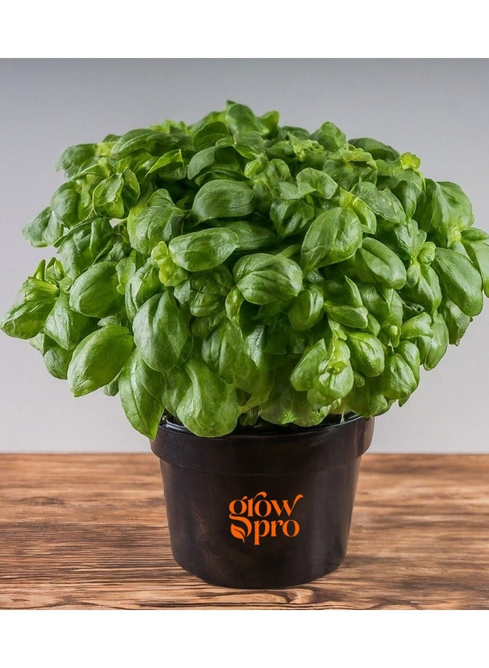 بذور ريحان اليديا مستورده