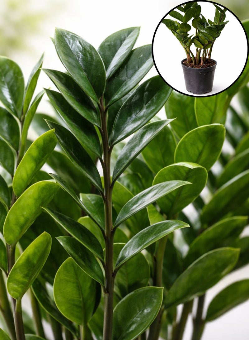 Zamioculcas Zamiifolia Green Indoor Plant (30–45 cm Height) | ZZ Plant Live | Low Light & Low Maintenance Office and Home Decor Plant - Image 3