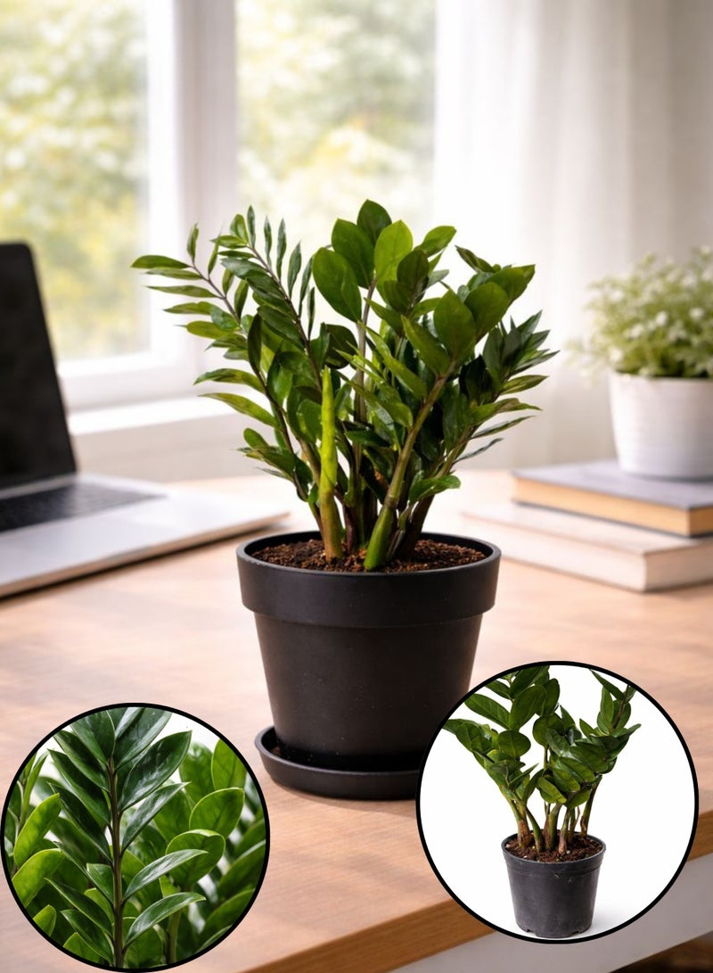 Zamioculcas Zamiifolia Green Indoor Plant (30–45 cm Height) | ZZ Plant Live | Low Light & Low Maintenance Office and Home Decor Plant - Image 1