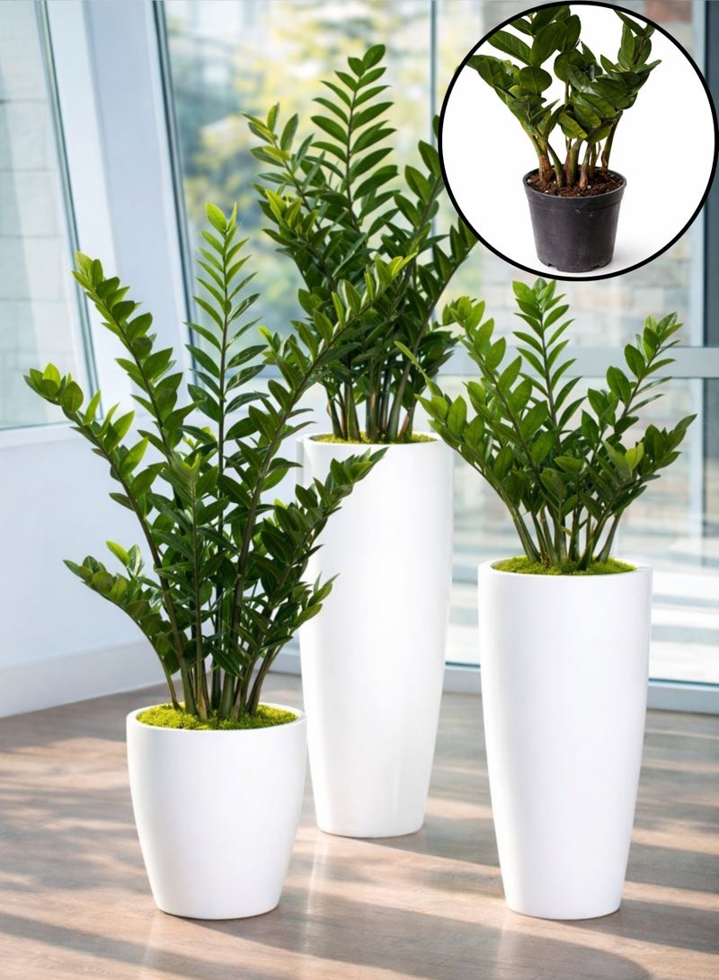 Zamioculcas Zamiifolia Green Indoor Plant (30–45 cm Height) | ZZ Plant Live | Low Light & Low Maintenance Office and Home Decor Plant - Image 5