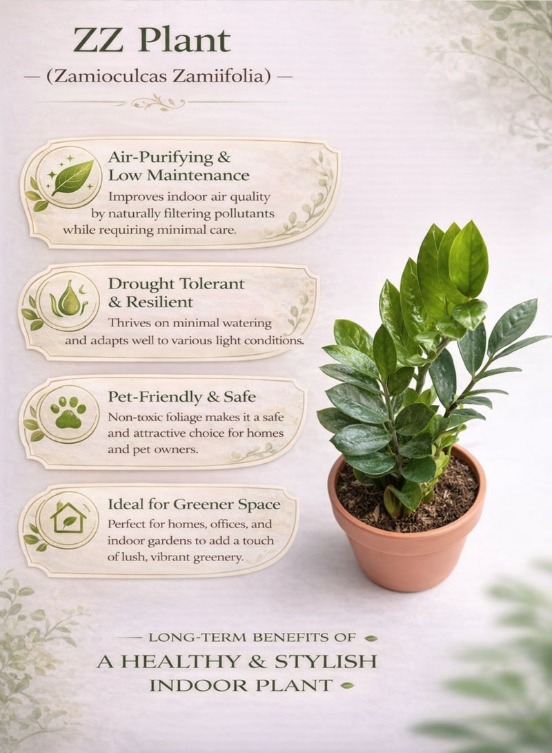 Zamioculcas Zamiifolia Green Indoor Plant (30–45 cm Height) | ZZ Plant Live | Low Light & Low Maintenance Office and Home Decor Plant - Image 4