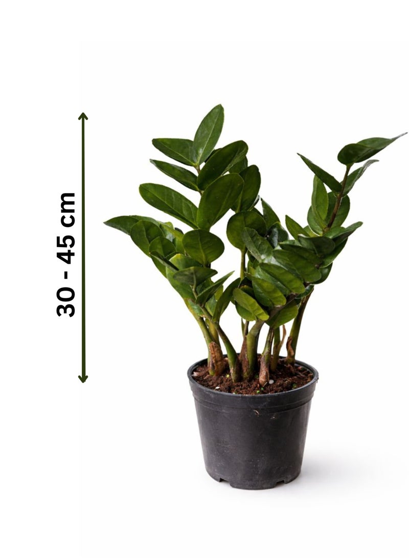 Zamioculcas Zamiifolia Green Indoor Plant (30–45 cm Height) | ZZ Plant Live | Low Light & Low Maintenance Office and Home Decor Plant - Image 2