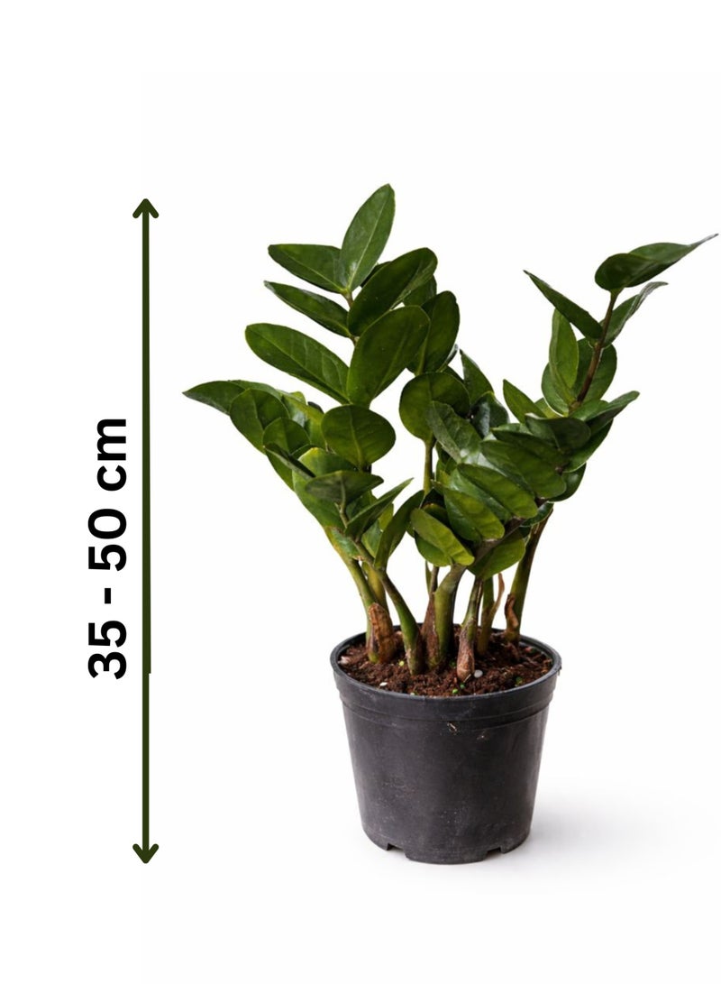 PLANT Zamioculcas Zamiifolia Green Indoor Plant (35–50 cm Height) | ZZ Plant Live | Low Light & Low Maintenance Office and Home Decor Plant - Image 2
