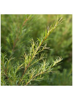 Absolute Aromas Tea Tree Pure Essential Oil 10ml  - Image 2