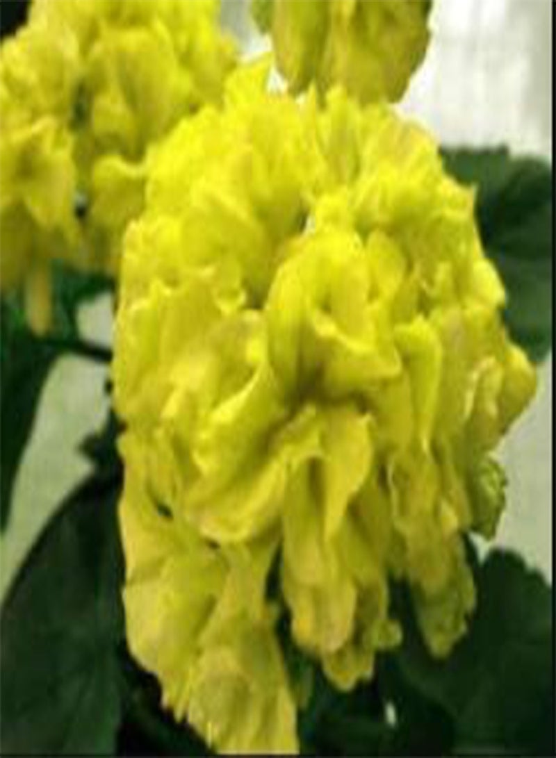 GGOOT seeds Fresh 30Pcs Geranium Pelargonium Flower Seeds for Planting Light Green