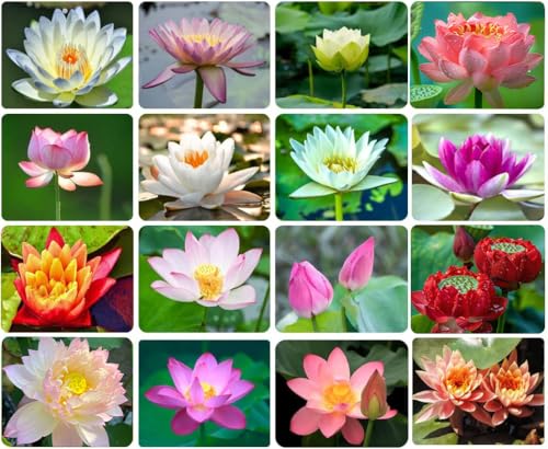 Ficoszo 30PCS Bowl Lotus Seeds Bonsai Lotus Seeds for Planting Water Lily Flower Aquatic Plants Seed Pond Plants Non GMO Home Garden Plant Seed Flowering Aquatic Bonsai Plant (Nelumbo) - Image 1