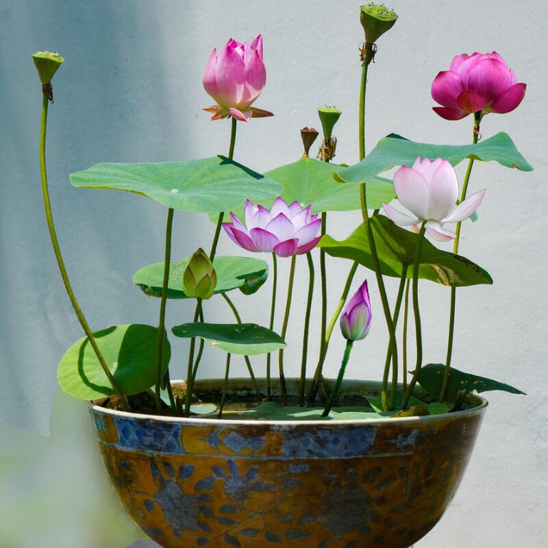 Ficoszo 30PCS Bowl Lotus Seeds Bonsai Lotus Seeds for Planting Water Lily Flower Aquatic Plants Seed Pond Plants Non GMO Home Garden Plant Seed Flowering Aquatic Bonsai Plant (Nelumbo) - Image 2