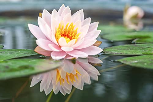 Ficoszo 30PCS Bowl Lotus Seeds Bonsai Lotus Seeds for Planting Water Lily Flower Aquatic Plants Seed Pond Plants Non GMO Home Garden Plant Seed Flowering Aquatic Bonsai Plant (Nelumbo) - Image 5