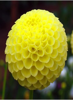 Long Flowering Period/Dahlia Seeds/Perennial Plants/Can be Planted All Year Round/Extraordinary flowers-90 PCS,c