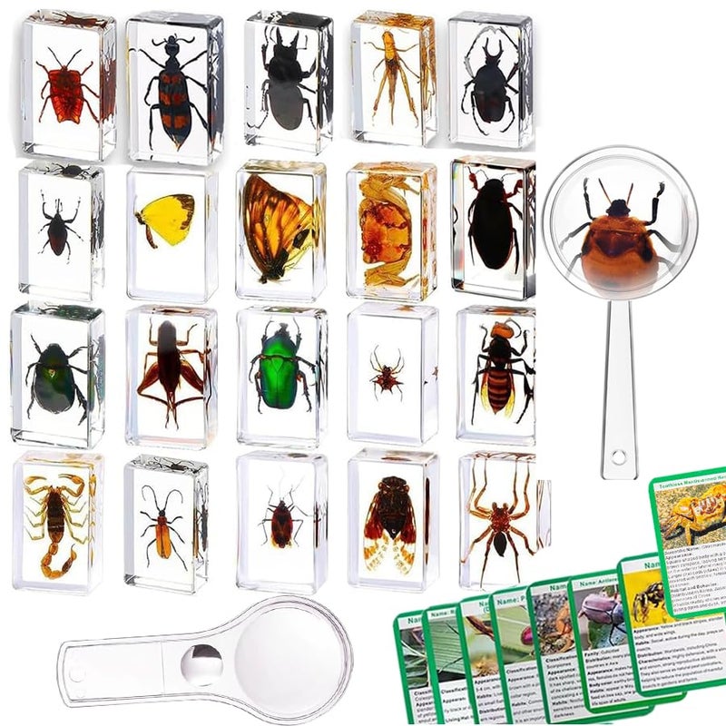 KSVMOAG 20 Pieces Insect in Resin Bug Preserved Specimen Collection Paperweights Resin Insects Various Insect Specimen for Office Men Women Biology Science Teacher Education Bug Collection Supplies - Image 1