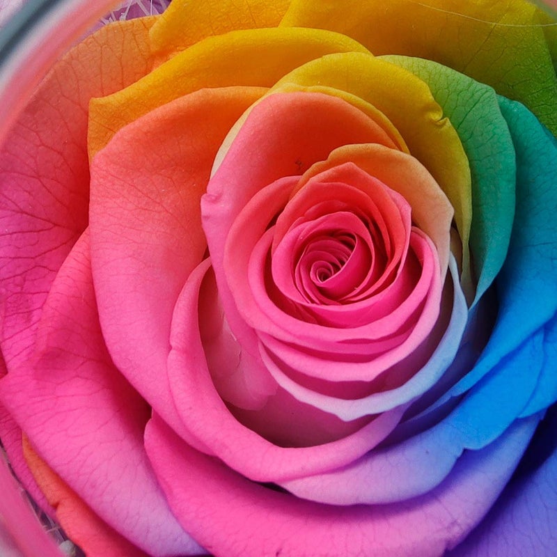 roliys Preserved Real Roses with Colorful Mood Light Wishing Bottle Eternal Rose Never Withered Flowers for Bedroom Party Table Decor  Christmas Anniversary Valentine's Mother's Day  (Multi) - Image 5