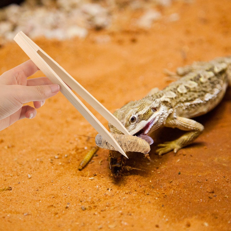 2pcs Reptile Feeding Tweezers Raising Feeding Tool Lizards Turtles Tweezers for - Image 3