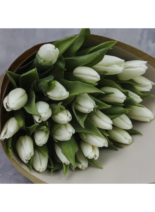 Carmel Flowers توليب أبيض خاص من 25 قطعة - Image 1