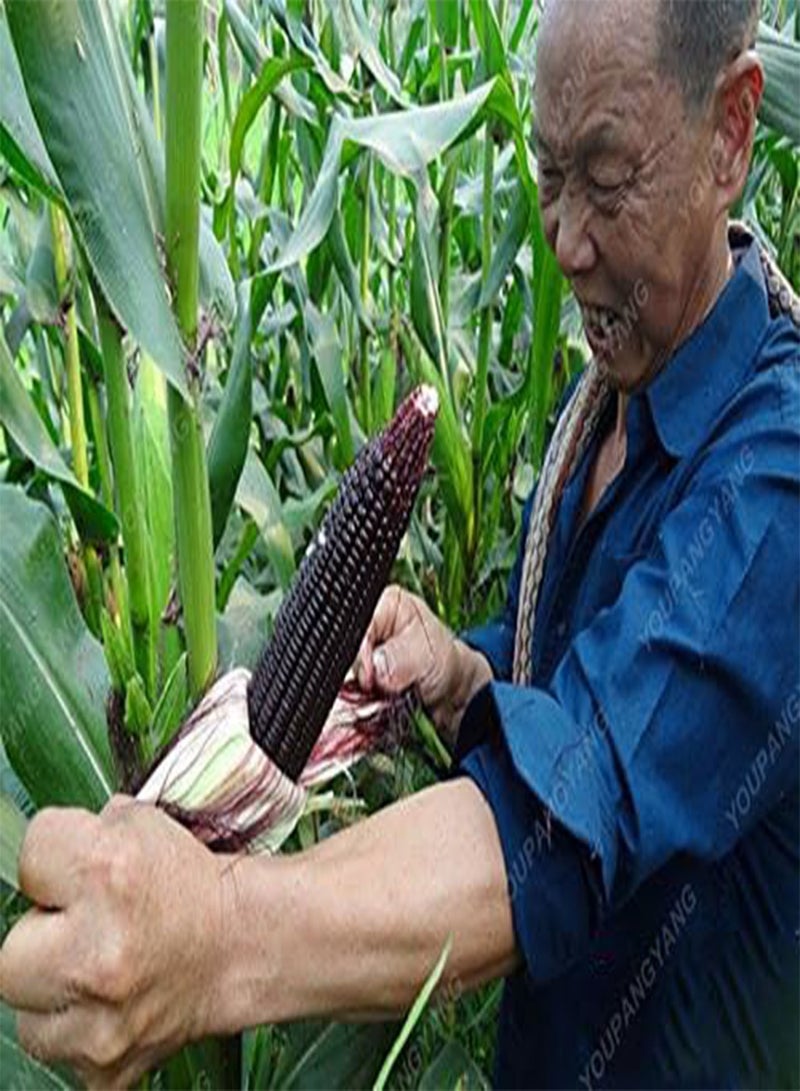 GGOOT 20 Seeds/Black Pack CER cerosa Corn of Sticker Black Black Black of The Seeds of Organic Corn Seeds Plant Bonsai Black Vegetable - Image 3