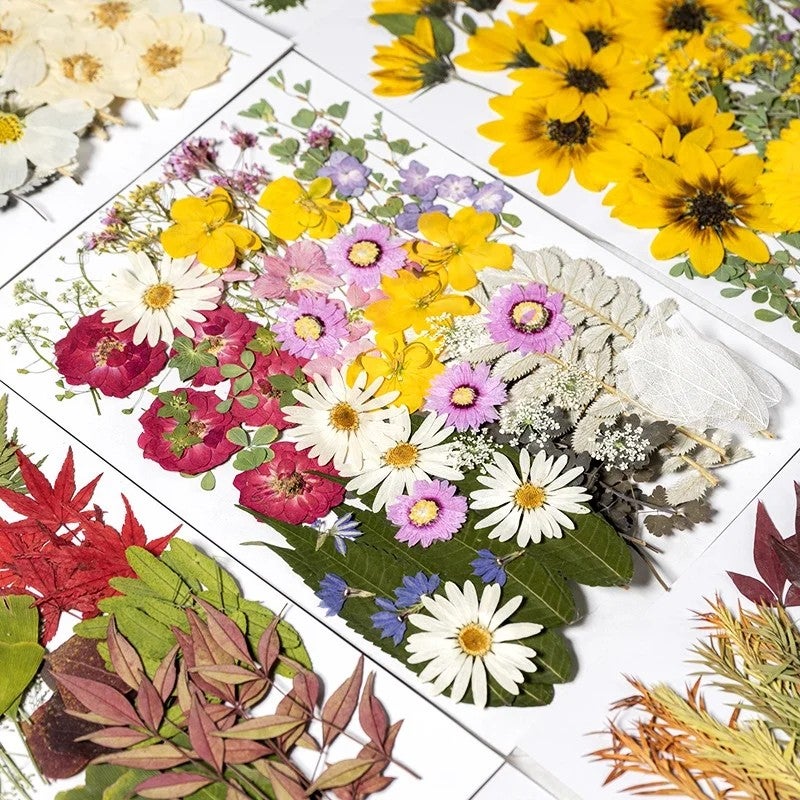 Bluejw ZS031 Real Pressed Dried Flowers – Natural Dried Plants for Candle Making, Resin Jewelry, Nail Art, Kitchen Decor, Pendant & DIY Craft Kits - Image 3